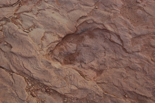 Close Up of a Large Fossilized Dinosaur Footprint Near Moab Utah