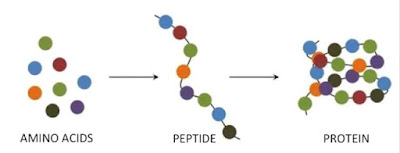 Aminoacidos, peptidos y proteinas