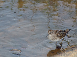 Bécasseau minuscule - Calidris minutilla