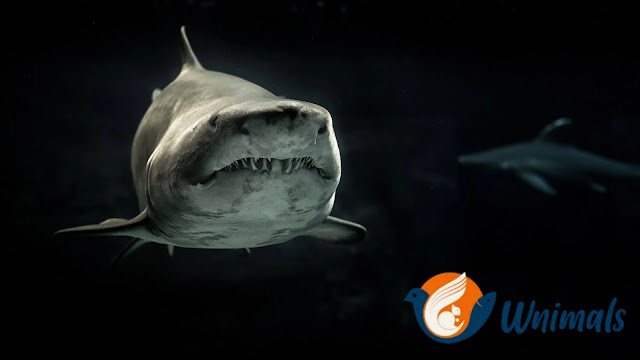 7 Surprising Facts About Sharks