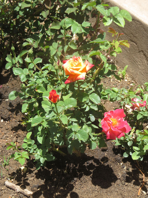 Einen Rosengruß aus den Bergen im Süden Boliviens