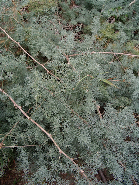 Asparagus nesiotes Svent. subsp. nesiotes 01