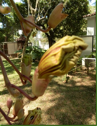 Kigelia africana (2)
