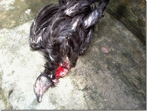 Ayam Kampus Mikmat (4)