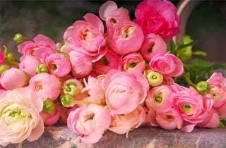 Si Cantik Yang Mematikan, 5 Bunga Paling Beracun Di Dunia