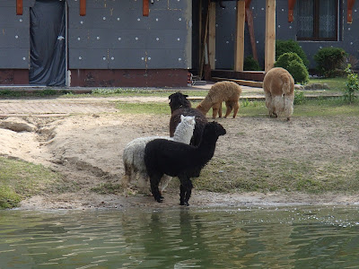 Mazury, żeglowanie po Mazurach, Jezioro nidzkie,Kanał Nidzki, Śluza Guzianka, jezioro Bełdany, burza na jeziorze, zabawa na plaży