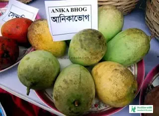 Mango Name and Image - Mango Image Download - Raw Mango Picture, Pic - mango pic -NeotericIT.com - Image no 20