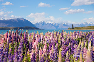 A field of lupins with ocean and mountains in the background. Photo from/of New Zealand