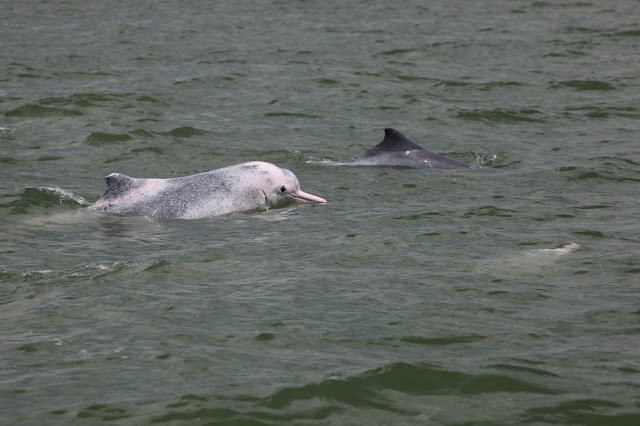 Mother and calf pair