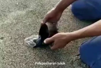 Kapan penyu di Bajulmati bertelur