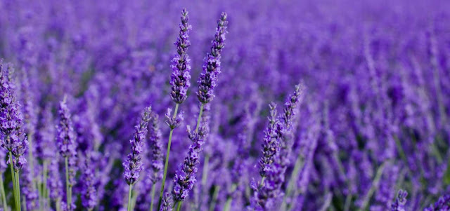 Lavanda