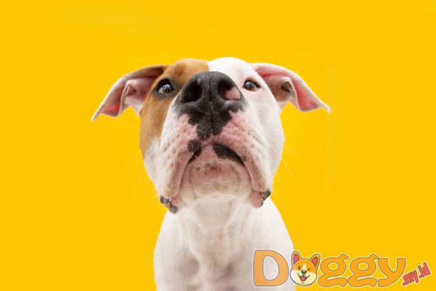 Kecerdasan Anjing Anda - Bisakah Anjing Lebih Cerdas dari Pemiliknya?