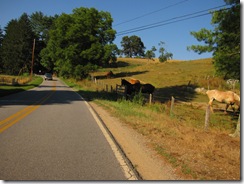 Horses along Thickety!