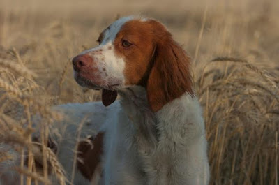 bird dogs and bird hunting