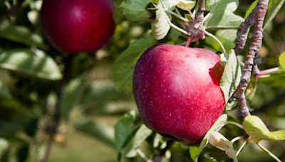 How To Treat Apple Trees