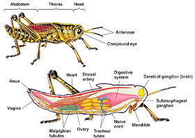 BIOLOGI GONZAGA SOAL HEWAN INVERTEBRATA