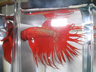 betta splendens