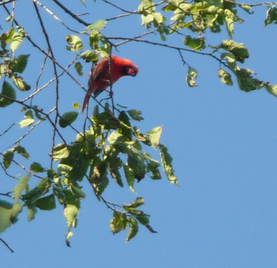 cardinal in the morning