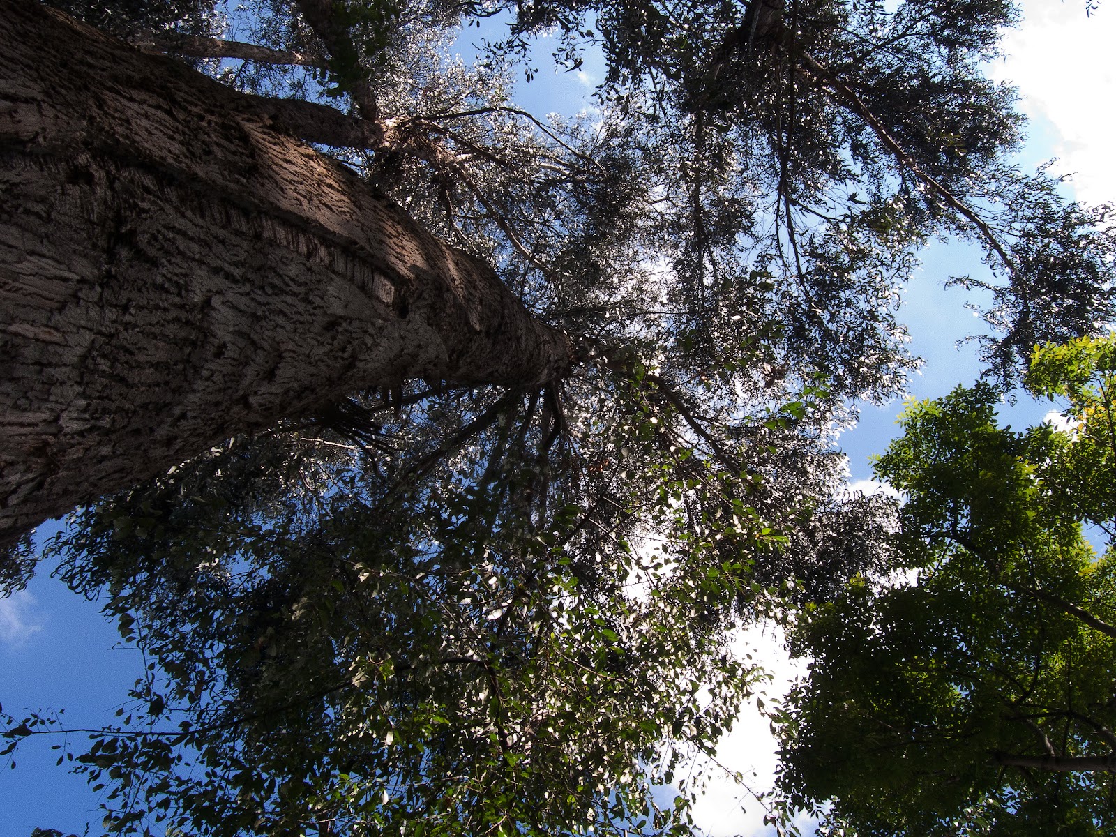 Bosque de urapanes humedal Cordoba