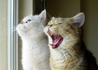 Ling yawning by _Xti_ from flickr (CC-NC)