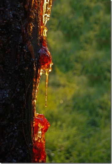 sappy tree