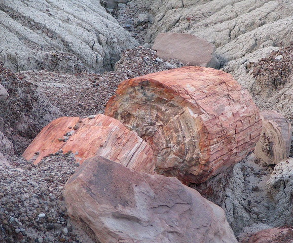 Petrified wood