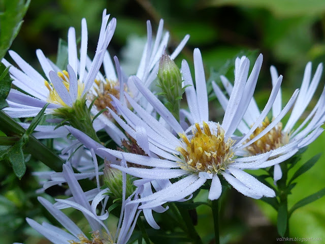 thin, light purple petals