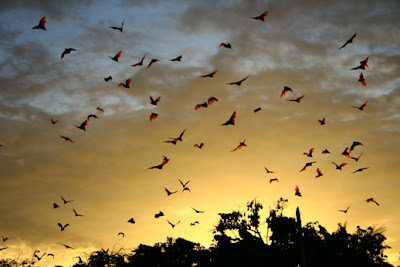 Exotica Bats in Soppeng City