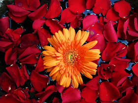 a flower surrounded by red petals in a pot