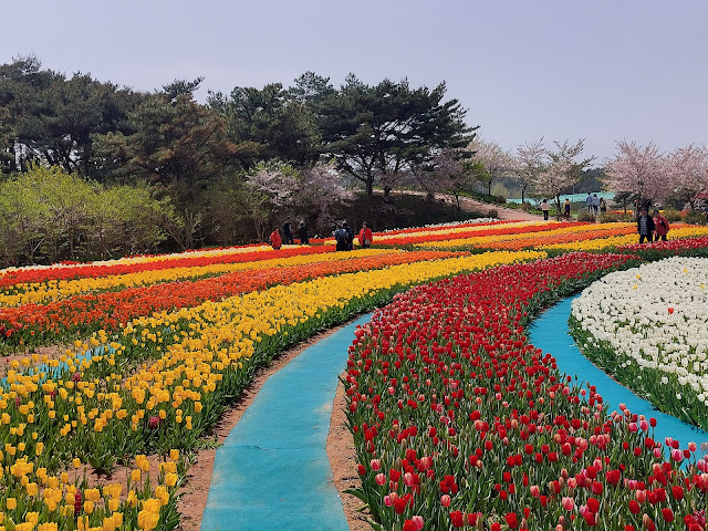 태안 안면도 튤립축제