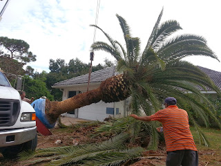 Phoenix canariensis