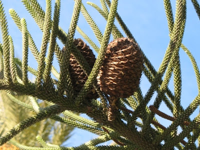 Araucaria heterophylla Cones