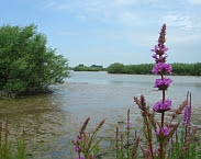 Aansluiting Sliedrechtse Biesbosch (zomer 2013). Foto cover Projectmonitoring Zuid-Holland 2010-2013