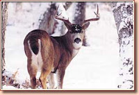 Bowhunting-Trophy-Blacktail