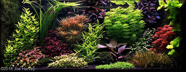 Figure 2  classical Dutch style aquascape with lots of aquatic plants.