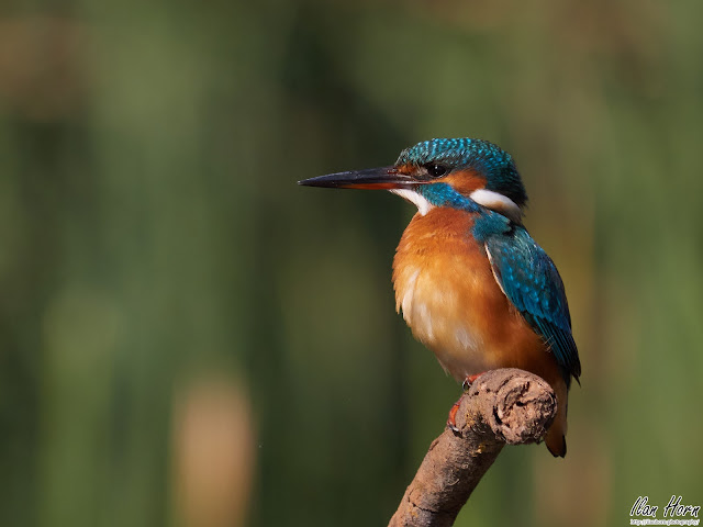 Kingfisher Portrait