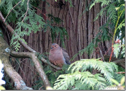 Mourning Dove