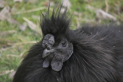 Amazing Mutant Animal Seen On www.coolpicturegallery.us