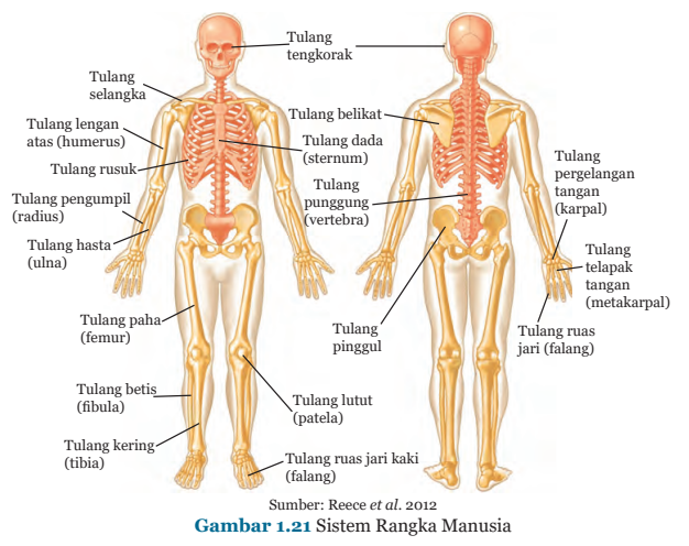 Gambar 1.21 Sistem Rangka Manusia