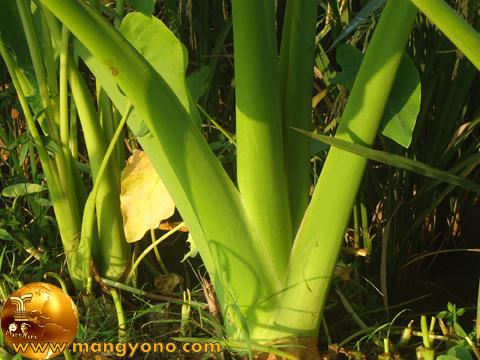 Pohon talas bisa disayur Sayur Lompong 