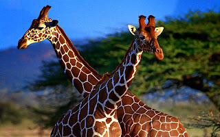 Giraffe Wallpapers