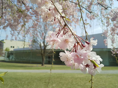 金沢21世紀美術館　桜