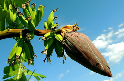 Coração de banana acaba com bronquite, asma e tosse