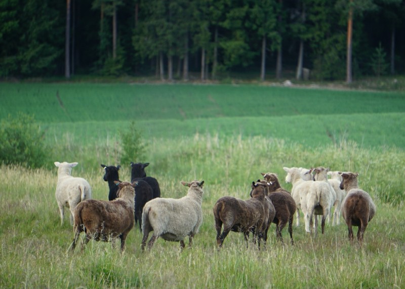 lammas, laidun, lammaslaidun