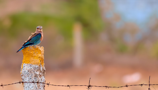 Travel Tirunelveli Nellai Thamirabarani Western Ghats Birds Nature