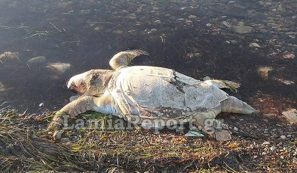 Στυλίδα: Μία ακόμη νεκρή θαλάσσια χελώνα