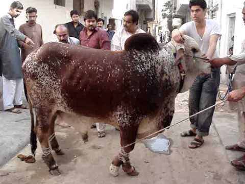 Bakra Eid 2013,Camel Qurbani,Eid Al Adha Mubarak,Cow 