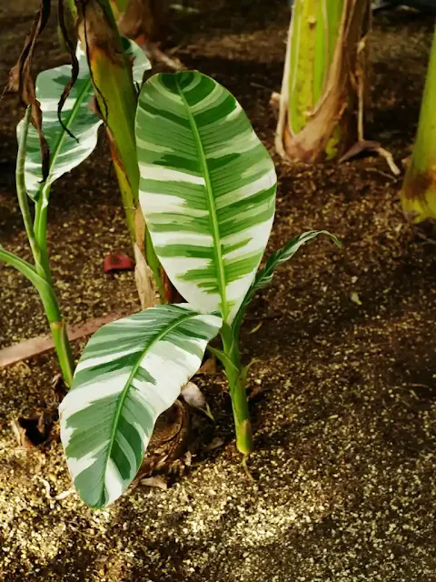 Banana Plant