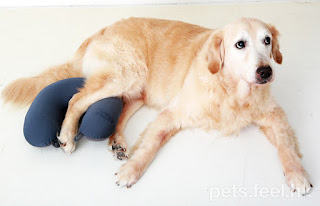 posição para cães com displasia