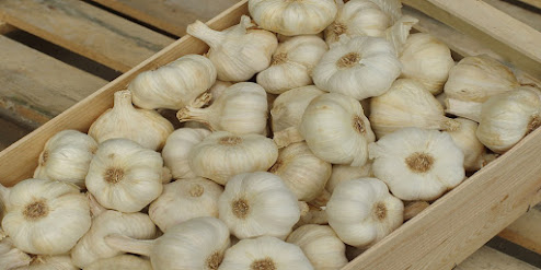 Bawang Putih (Allium sativum)